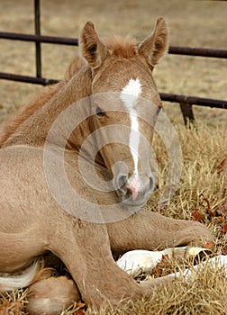 Palomino Foal