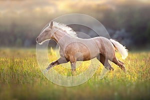 Palomino foal in motion