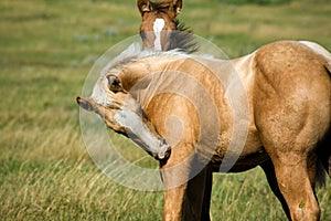 Palomino foal in pasture