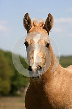 Palomino Foal Portrait