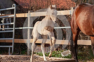 palomino foal, run with mother horse