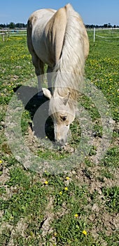 Palomino horse