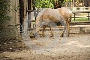 Palomino horse