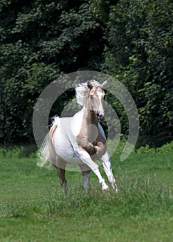 Palomino Horse