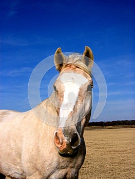 Palomino Horse