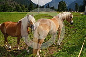 Palomino horse. Avelignese. The Haflinger, a breed of horse developed in the South Tyrol region. portrait haflinger horse