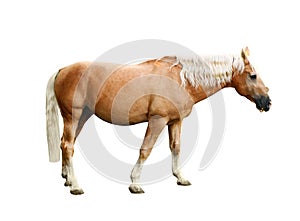 Palomino horse on background. Beautiful pet