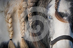 Palomino horse with blue eye.