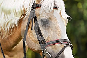 Palomino horse in bridle on blurred background