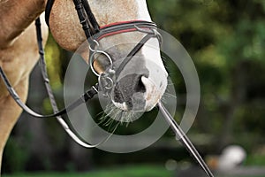 Palomino horse in bridle on blurred background