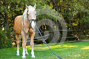 Palomino horse in bridle outdoors