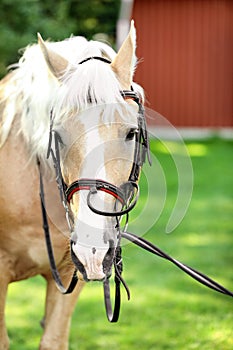 Palomino horse in bridle outdoors