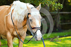 Palomino horse in bridle outdoors
