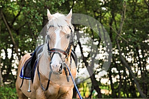 Palomino horse in bridle at park