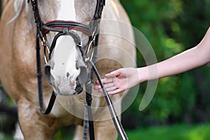 Palomino horse in bridle and young woman, closeup