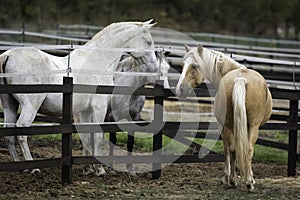 Palomino horse chatting with its white and grey neighbors