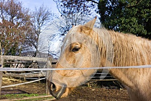 Palomino horse, in corral.