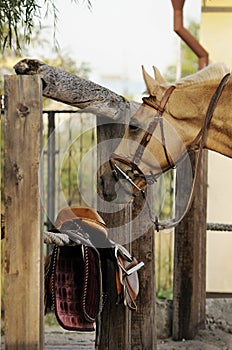 Palomino horse with equipment near