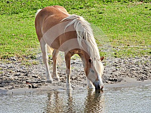 Palomino Horse Equus ferus caballus