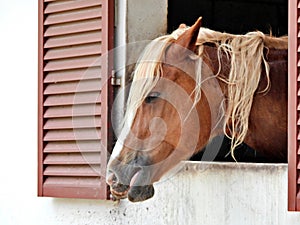 Palomino Horse (Equus ferus caballus)