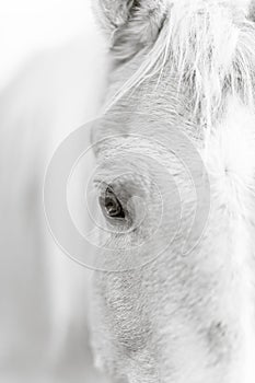 Palomino horse eye - black and white