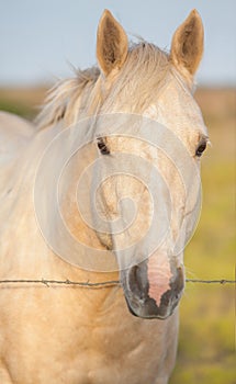 Palomino horse face