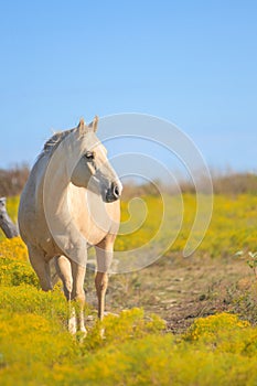 Palomino horse facing east