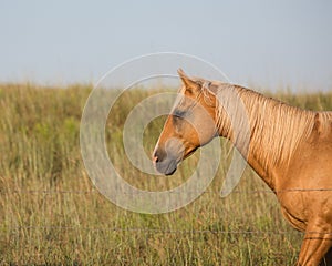 Palomino horse facing west