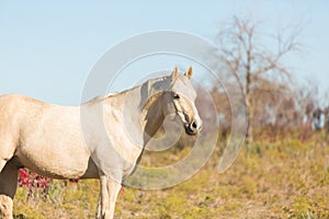 Palomino horse in field