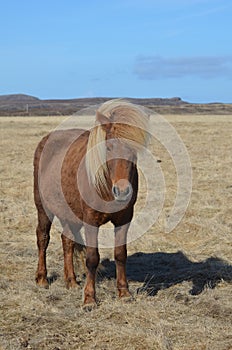 Palomino Horse in a Field