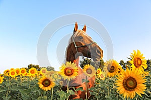 Palomino Horse in a Field of Sunflowers