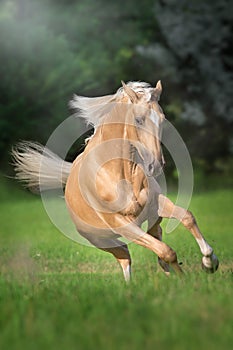 Palomino horse free run