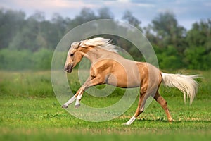 Palomino horse free run