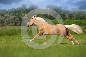 Palomino horse free run