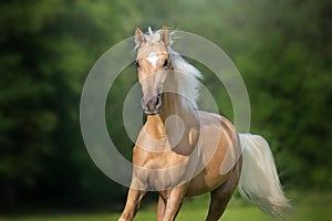 Palomino horse free run