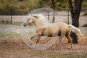 Palomino horse galloping through a meadow in autumn