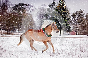 Palomino horse galloping in the snow field