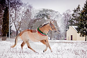 Palomino horse galloping in the snow field