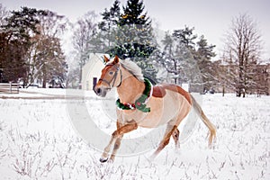 Palomino horse galloping in the snow field