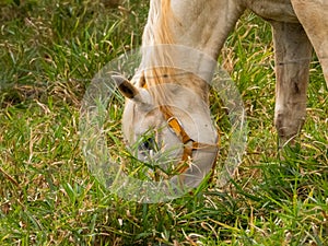 Palomino horse grazing