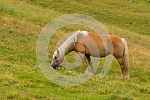 Palomino horse grazing