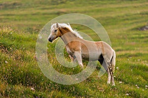 Palomino horse grazing