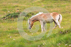 Palomino horse grazing