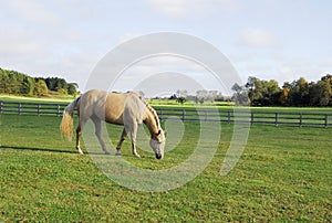 Palomino Horse Grazing in a Field