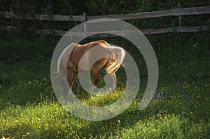 Palomino horse grazing on pasture. Brown horse in spring scenery