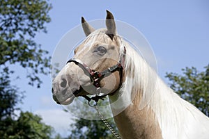 Palomino horse with halter