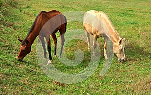 A Palomino horse and her stablemate, a Bay horse, graze side by side in a lush pasture