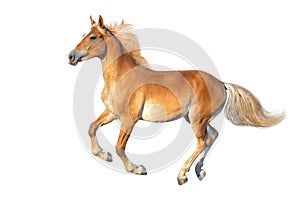 Palomino horse isolated photo