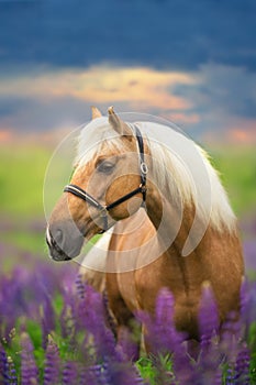 Palomino horse with long mane