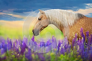 Palomino horse with long mane